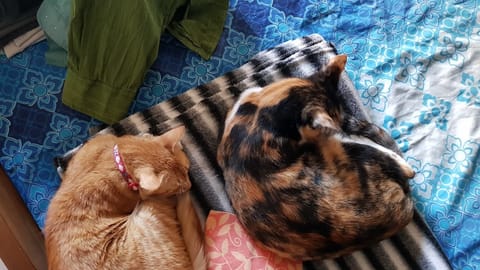 Say hello to Booster and Taz.