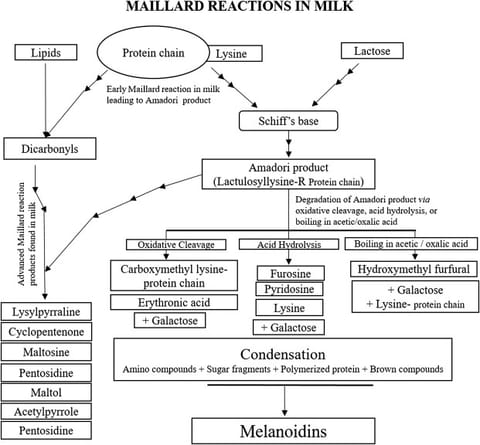 The Maillard Reaction