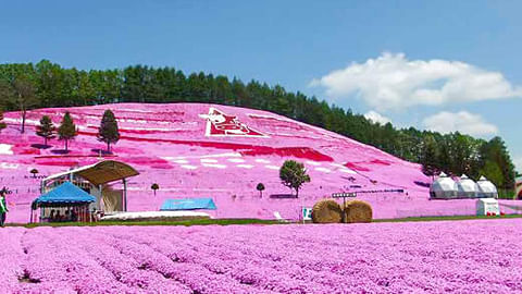 Flower fields
