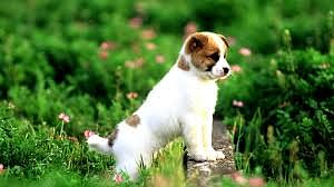 Puppy!